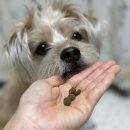 신선슈퍼 | 생육이 80%로 군형있게 채워진 프리미엄생육사료 웰츠 급여후기 / 웰츠 신선한 생고기와 슈퍼푸드 레시피