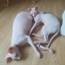 냥빨 | 고양이케어 유니포스 워터리스 올인원 샴푸로 스핑크스 고양이 냥빨 후기