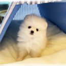 도그마루 이미지