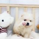 오아이펫 이미지