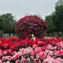 [광진장미정원] 5월 31일 중랑천 공원 장미정원 산책 🌸