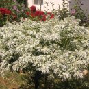 박카스PC 이미지