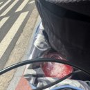 폴인럽 애견&고양이 미용 돌봄&호텔 | 2025-06 (01)