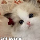 부산고양이분양 퍼스트캣 부산점 이미지