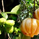 소나무한의원 이미지