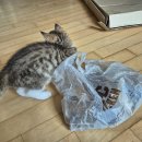 아지사랑 이미지