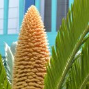 야자수펜션 이미지