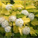 국수나무 이미지