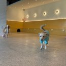 헬로우버디 그루밍센터 분당점 | (내돈내산)분당 강아지 유치원 <헬로우버디💙> 후기