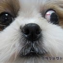 유석 동물병원 이미지