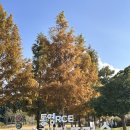 통영RCE세자트라센터 | 통영 가볼만한곳 | 가벼운 산책 코스, 통영RCE세자트라숲