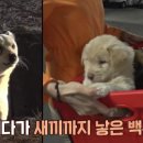 황구농장 | TV 동물농장 1055회 후기 : 골프장 황구 백구 구조 / 원당산 토끼 마을이 / 문제 시바견 복이