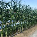 노들강변식당 이미지