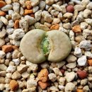 페파민트 - 수성구 지범로23길 19 | 페파민트