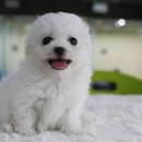 뽀송뽀송 이미지