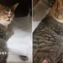 늘봄 그루밍 이미지