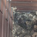 비둘기미용실 | 부산 동구 초량동 비둘기 퇴치 – 미용실 실외기 뒤 버드스파이크 &amp; PE망 설치 후기