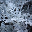 영지민박 이미지