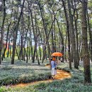 송림쉼터 | 충청도 여행지 장항 가볼만한곳 서천 맥문동 장항송림산림욕장 송림숲