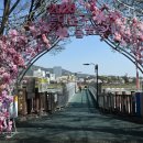 장안벚꽃길 이미지