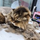 냥이를 사랑하는 멍멍이 이미지