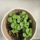 🌱 사무실 아침인사는 바질이랑 함께 이미지