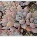 양진농장 이미지