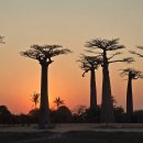 바오밥나무 이미지