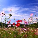 코스모스 이미지