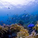 깊은바다 이미지