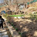 대현농장 Daum카페