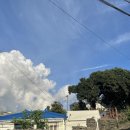 퐁낭아래 1978 이미지