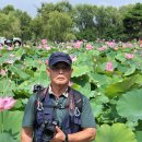 부여 궁남지 서동연꽃축제 (2022.07.16) 이미지