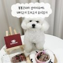 더밸런스코리아 | 봄봄코리아 강아지화식 돼지고기 오리고기 수비드후기