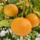 까미농장 이미지