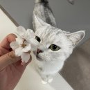 캣푸치노 이미지