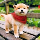 우아한강아지 이미지