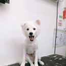 플러스애견미용실 이미지