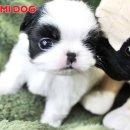 소문난 강아지 이미지