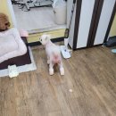 정말귀엽개 이미지