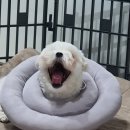 24시배곧스마트동물의료센터 이미지