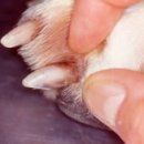 윤 동물병원 이미지