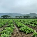 무형농장-2 이미지