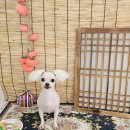 허그멍뭉이# 이미지