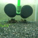 레드팬더 이미지