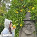 성산구 ⓒ-31 | 제주도 성산 감귤 체험 동쪽 귤따기 제주농원901