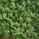 쇠비름 효소 만들때 이런 것은 이용하지마세요. ^^ 이미지