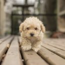 관문동물병원 이미지