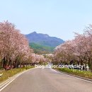 다모아유치원 | 경기도아이랑가볼만한곳 경기도벚꽃명소 서울대공원