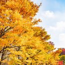 청파로(동측) 이미지